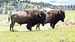 Yellowstone Bison
