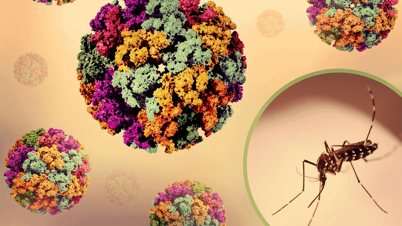 Chikungunya Virus